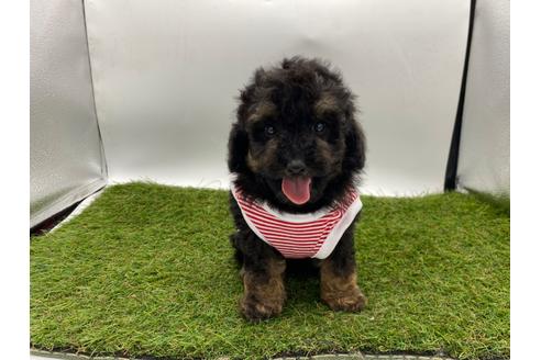 タイニープードルでブラックタンの子犬を探す ブリーダーナビ