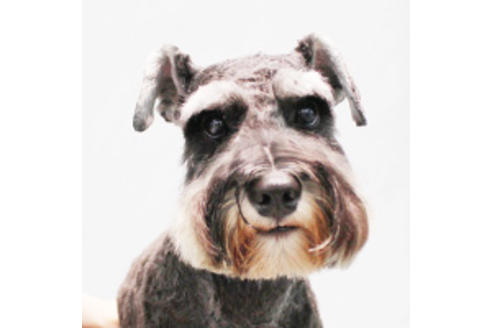 販売中のミニチュアシュナウザーの親犬