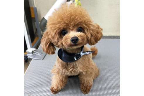 販売中のトイプードルの親犬