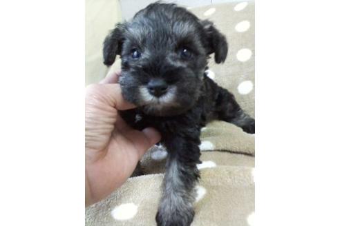 千葉県でミニチュアシュナウザーの子犬を探す ブリーダーナビ