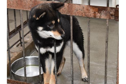 販売中の柴犬の親犬