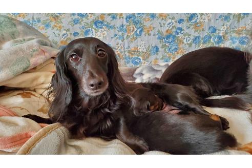 販売中のミニチュアダックスフンド(ロングヘアード)の親犬
