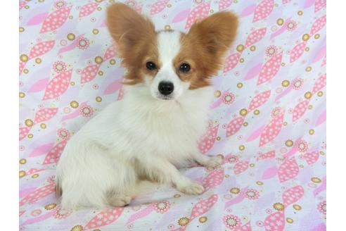 千葉県のパピヨン 女の子 2019 06 03生まれ 日本で一番歴史のあるパピヨンブリーダー 子犬id 120011 ブリーダーナビ