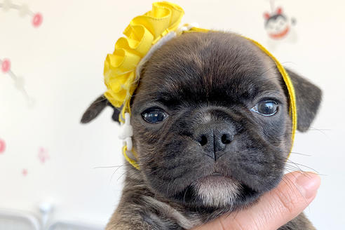 大阪府のミックス犬 女の子 12 04生まれ パグ ボストンテリアmixの女の子です 子犬id 1529 ブリーダーナビ 大阪府のミックス犬 女の子 12 04生まれ パグ ボストンテリアmixの女の子です 子犬id 1529 ブリーダーナビ