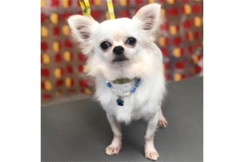 販売中のチワプー:チワワ×トイプードルの親犬