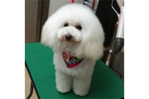 販売中のチワプー:チワワ×トイプードルの親犬