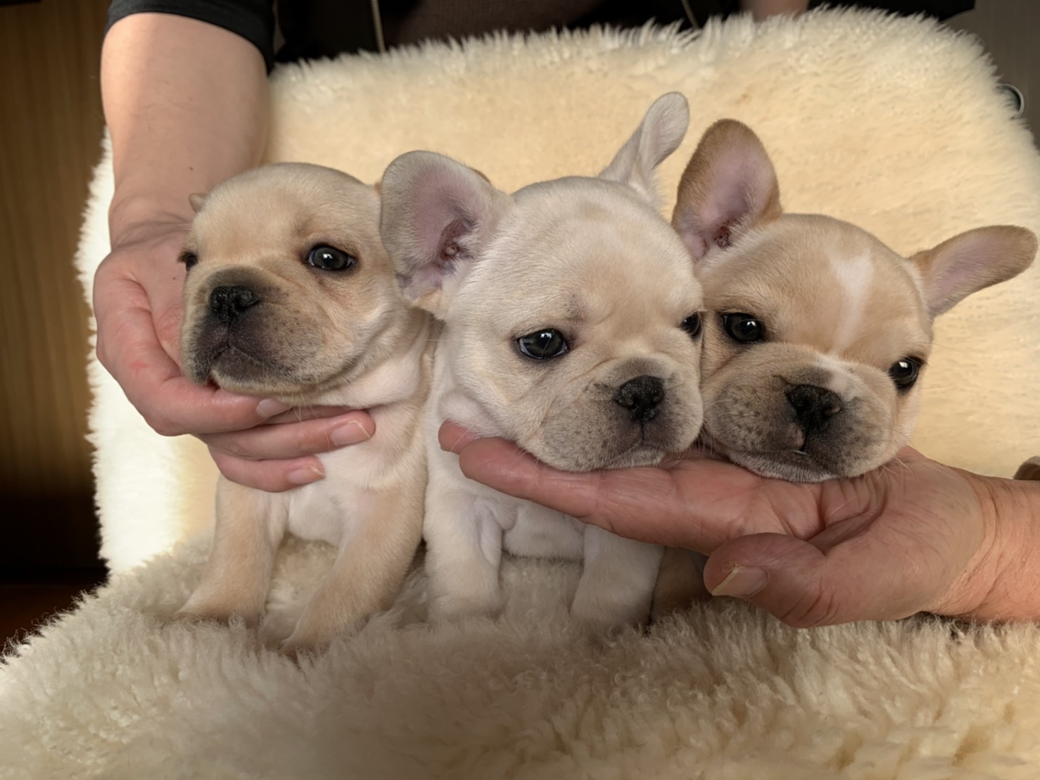 樫本ブリーダー