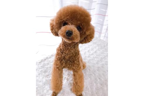 販売中のタイニープードルの親犬