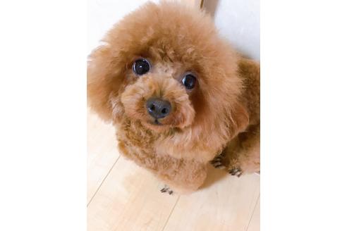 販売中のタイニープードルの親犬