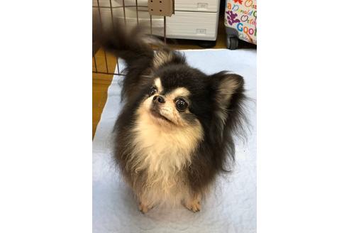 販売中のチワワ(スムースコート)の親犬