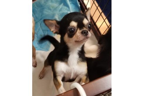 販売中のチワワ(スムースコート)の親犬