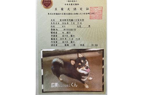 販売中の豆柴の親犬