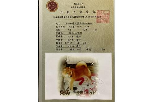販売中の豆柴の親犬
