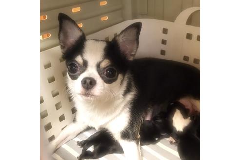 販売中のチワワ(スムースコート)の親犬