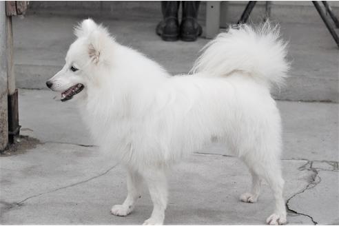 販売中の日本スピッツの親犬