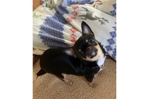 販売中のチワワ(ロングコート)の親犬