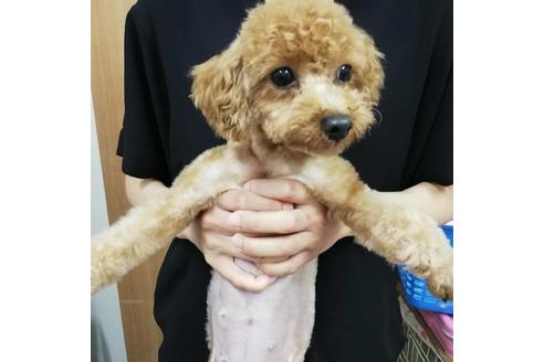 販売中のティーカッププードルの親犬
