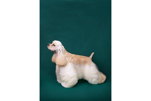 販売中のアメリカンコッカースパニエルの親犬