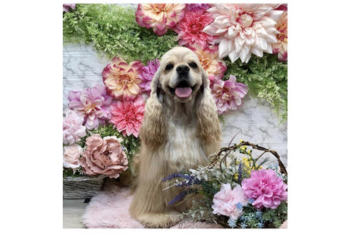 販売中のアメリカンコッカースパニエルの親犬
