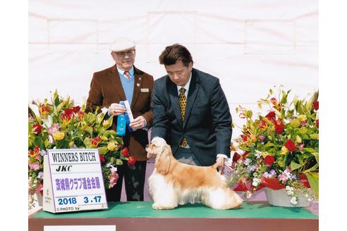 販売中のアメリカンコッカースパニエルの親犬