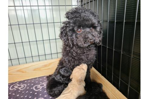 販売中のトイプードルの親犬