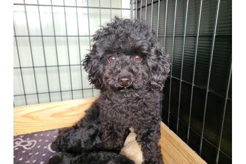 販売中のトイプードルの親犬