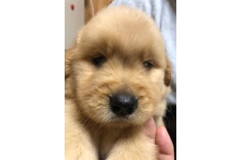 ゴールデンレトリーバーの子犬を探す ブリーダーナビ