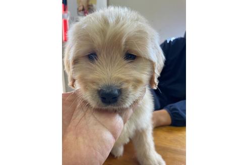 ゴールデンレトリーバーの子犬を探す ブリーダーナビ