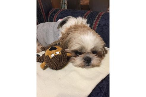 販売中のシーズーの親犬