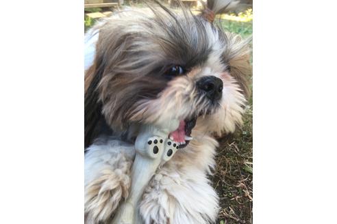 販売中のシーズーの親犬