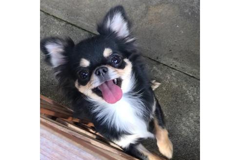 販売中のチワワ(ロングコート)の親犬