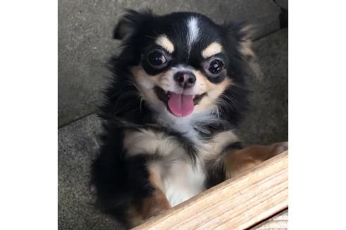 販売中のチワワ(ロングコート)の親犬