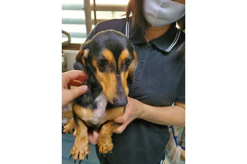 販売中のミニチュアダックスフンド(スムースヘアード)の親犬