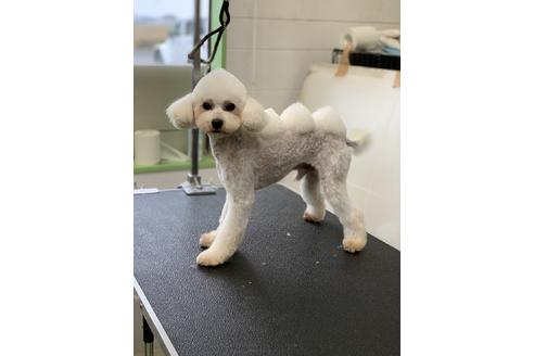 販売中のティーカッププードルの親犬