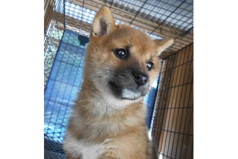 鹿児島県で柴犬の子犬を探す ブリーダーナビ