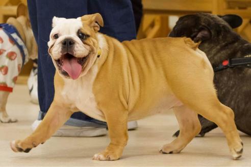 販売中のブルドッグの親犬