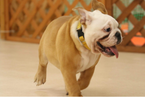 販売中のブルドッグの親犬