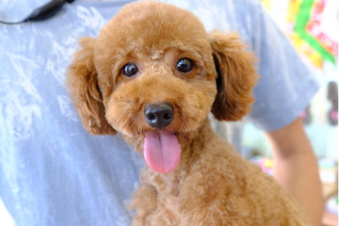 販売中のトイプードルの親犬