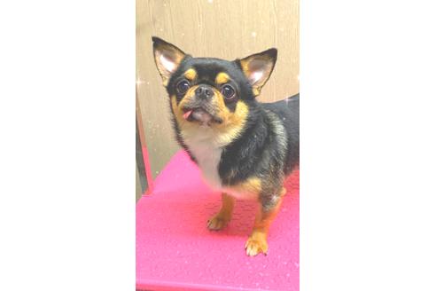 販売中のチワワ(スムースコート)の親犬