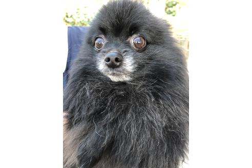 販売中のポメラニアンの親犬
