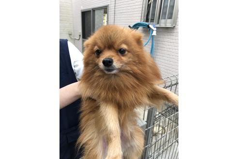 販売中のポメラニアンの親犬