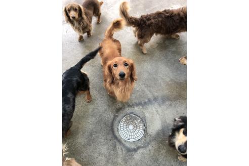販売中のミニチュアダックスフンド(ロングヘアード)の親犬