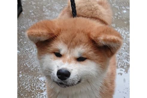 秋田犬で赤毛の子犬を探す ブリーダーナビ