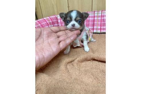 チワワでイザベラの子犬を探す ブリーダーナビ