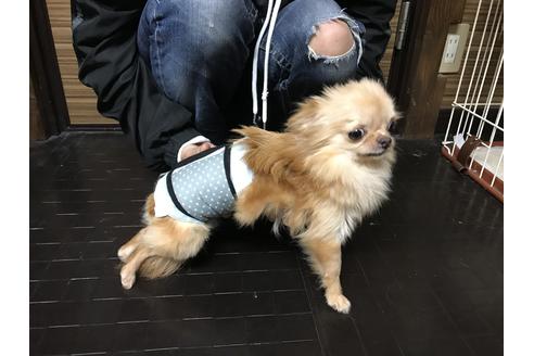 販売中のチワワ(ロングコート)の親犬