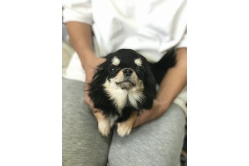 販売中のチワワ(ロングコート)の親犬