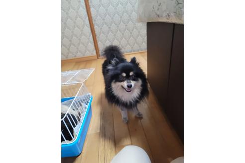 販売中のポメラニアンの親犬