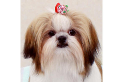 販売中のシーズーの親犬