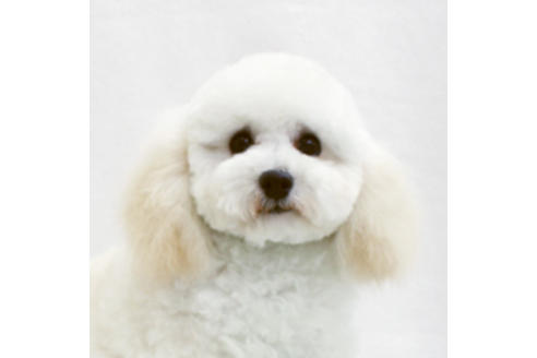 販売中のトイプードルの親犬