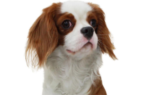 販売中のキャバリアキングチャールズスパニエルの親犬